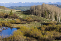 Spring Willows Flat Tops Wilderness